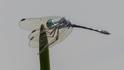 Micrathyria debilis (Peten Dasher) male-5.jpg